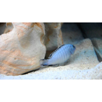 Pseudotropheus Socolofi